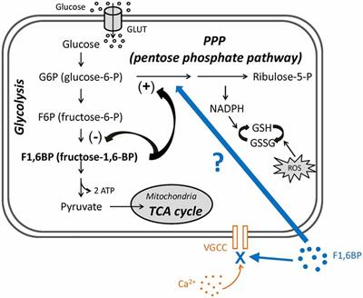 The Glycolytic Metabolite, Fructose-1,6-bisphosphate, Blocks Epileptiform Bursts by Attenuating Voltage-Activated Calcium Currents in Hippocampal Slices